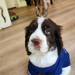 Mr Brown - White and liver male English Springer Spaniel puppy in Montville, Connecticut from Hillside Springs Farm