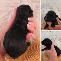Crissa - Black female Scottish Terrier puppy in Crossville, Tennessee from Cavern Kennels