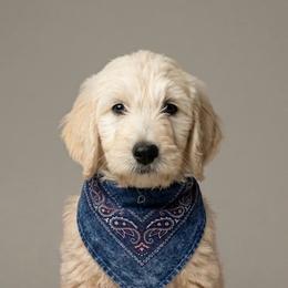 Cutie - Cream male Goldendoodle puppy in Clifton, Arizona from Denim & Doodles