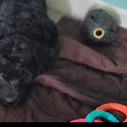 Boy 1 - Phantom Goldendoodle puppy in Wolcottville, Indiana from Indiana Goldens