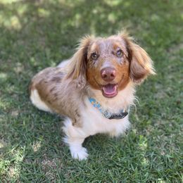 Tex - Dachshund
