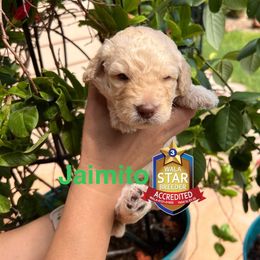 Jaimito - Caramel ice male Australian Labradoodle puppy in San Juan, Texas from QuiSal Labradoodles