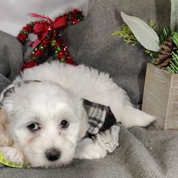 Sawyer - White male Coton de Tulear puppy in Westfield, North Carolina from Legacy Pets