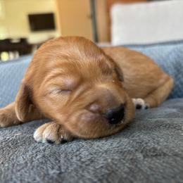 Boy 4 - Red  male Goldendoodle puppy in Mattawan, Michigan from Doodifuldoods
