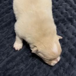 "baby girl 3" Pomeranian Puppies from Lola’s Poms
