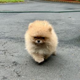 Furball - Cream Pomeranian puppy in Millstone Township, New Jersey from Couture_frenchies_and_pomeranian