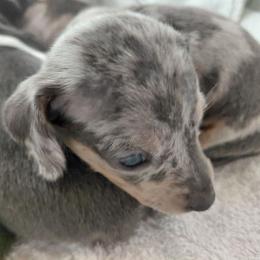 Poppy - Dapple female Dachshund puppy in Indianapolis, Indiana from wiggly weenies