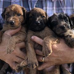 Whoodle Puppies from Schmidt's K9s