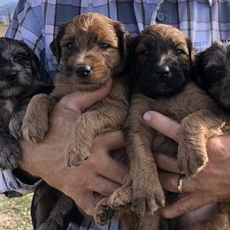Whoodle Puppies from Schmidt's K9s