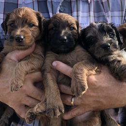 Whoodle Puppies from Schmidt's K9s