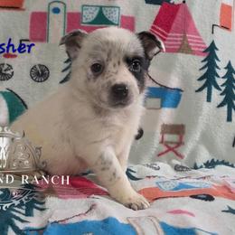 Dasher - Blue female Australian Cattle Dog puppy in Silsbee, Texas from Rockin ND Ranch