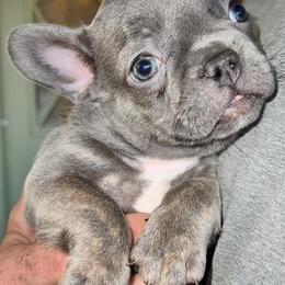 Boston Terriers and French Bulldogs from FrenchieFarmz LLC INC