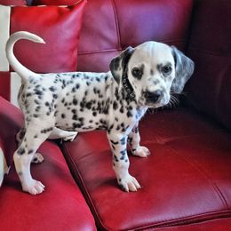 Hazel (Black Spotted) - White and black female Dalmatian puppy in Salem, Missouri from Paradise Spots Dalmatians