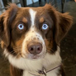 Australian Shepherds from Southern Luck Aussies