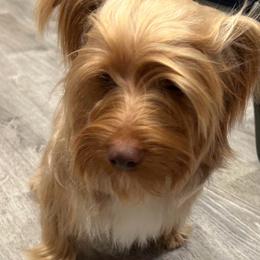 Willie - Chocolate, tan and white male Yorkshire Terrier puppy in Los Angeles, California from WESTWAY Yorkies