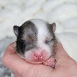 AKC Jazz - Black and tan parti female Pomeranian puppy in Albany, Indiana from Hatz Off Puppies