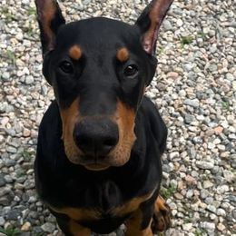Doberman Pinscher Puppies from Amity Doberman Pinschers