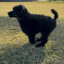 Poodle Puppies from Lingo Standard Poodles