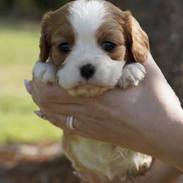 Astrid - Blenheim female Cavalier King Charles Spaniel puppy in Lula, Georgia from Cavaliers by Crumley