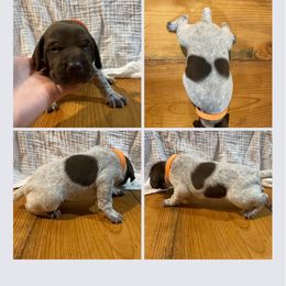 Boy 4 - Liver roan German Shorthaired Pointer puppy in Cleveland, Georgia from C&M Kennel