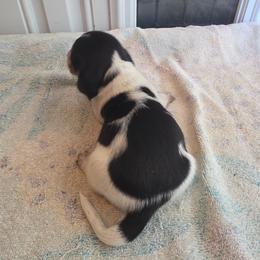 Pie - Piebald male Dachshund puppy in Crab Orchard, Kentucky from Lucy’s legacy dachshunds