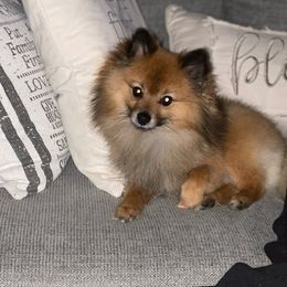 Cali - Pomeranian