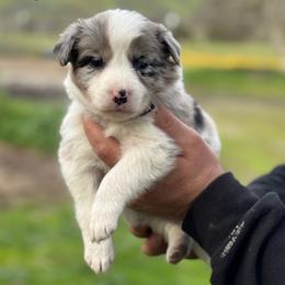 Gabriela - Blue merle female Border Collie puppy in Sanger, California from Flying M Cactus Ranch Buddies
