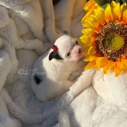 Nedra - Black and white female Chihuahua puppy in Anderson, South Carolina from Lil Treasures Chihuahuas