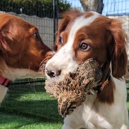 Irish Red and White Setter puppies from Waidman IRWS