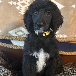 Faith - Black female Poodle puppy in Dayton, Washington from Country Sundance Poodles