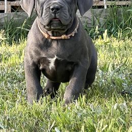 Pink Collar - Gray Cane Corso puppy in Muldrow, Oklahoma from Darkside Kennel