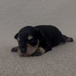Boy 2 - Black and silver male Miniature Schnauzer puppy in Seagoville, Texas from JC miniature schnauzers