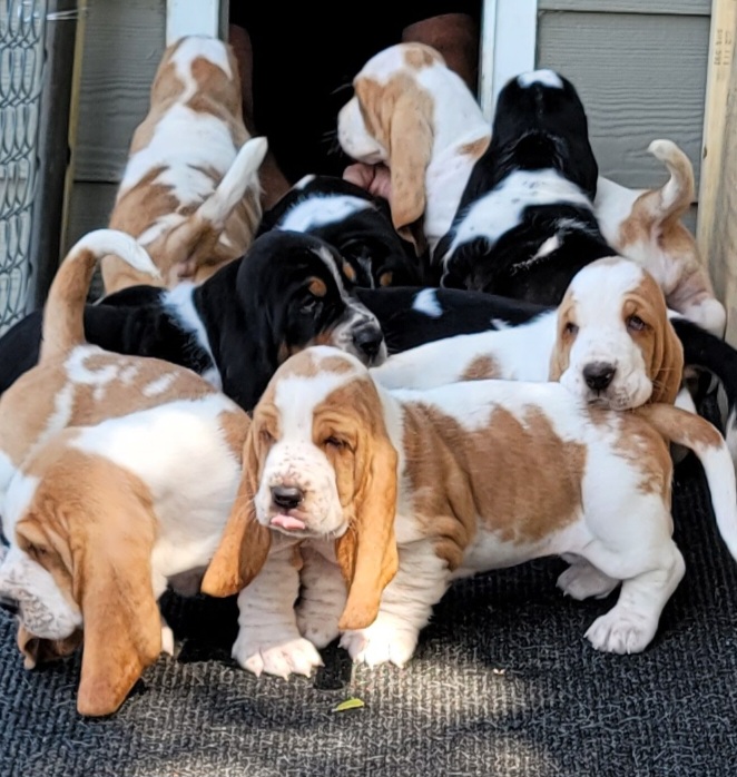 Basset Hound Puppies from Double Branch Basset Hounds