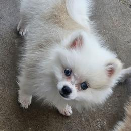 Jasper - Lavender male Pomeranian puppy in Laredo, Texas from SASH Poms