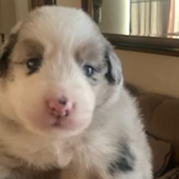 Miniature Australian Shepherds from Venise Mini Aussi Cuddles