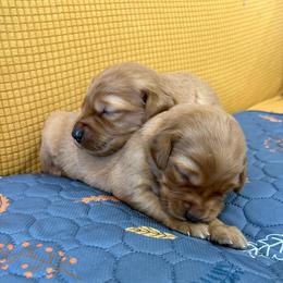 Girl 1 - Dark golden female Golden Retriever puppy in Marshfield, Missouri from Hilltop Kennel LLC