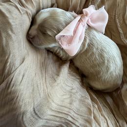 Rosie - Cream female Maltipoo puppy in Vancouver, Washington from Dream Puppies PNW