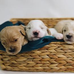 Corvette - Cream male Goldendoodle puppy in Pleasant Grove, Utah from Canterbury Canines