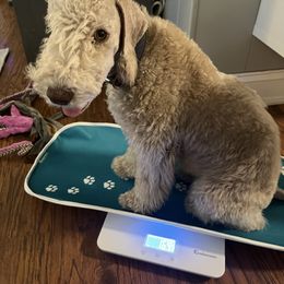 Bedlington Terrier Puppies from Kadence Kennels