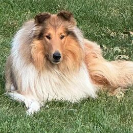 Collie puppies from Collegiate Bassets and Rheign Collies