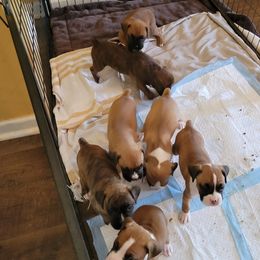 Boxers from Suarez AKC Boxers LLC