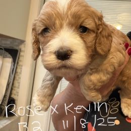 Rose B2 - Red male Cockapoo puppy in Haines City, Florida from Camic Cockapoos