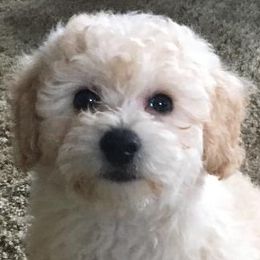 Assorted Doodle Crosses, Cavachons, Cavalier King Charles Spaniels, and Cavapoos from Prairie Puppies