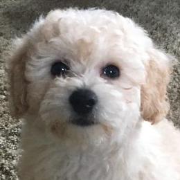 Assorted Doodle Crosses, Cavachons, Cavalier King Charles Spaniels, and Cavapoos from Prairie Puppies