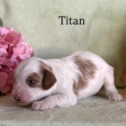 Titan - Apricot male Cavapoo puppy in Sun City, Arizona from AZ Cavapoos