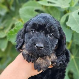 Coral - Black and tan female Cockapoo puppy in Indiahoma, Oklahoma from Phamily Doodles