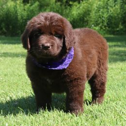 Petunia - Brown female Newfoundland puppy in Kimball Twp, Michigan from Pine River Newfoundlands
