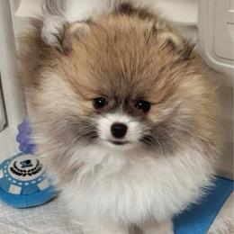 Daisy - Cream sable parti female Pomeranian puppy in North Port, Florida from POMRITA POM’S