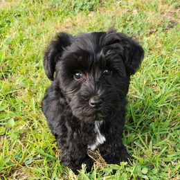 Blue collar - Miniature Schnauzer puppy in Arkansas from Central AR Schnoodles