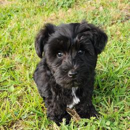 Blue collar - Miniature Schnauzer puppy in Arkansas from Central AR Schnoodles
